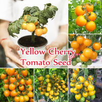 ?บานเพื่อคุณเท่านั้น?100Pcs Yellow Cherry Tomato Seeds Sweet and Delicious Fruit Seeds พันธุ์ไม้ผล เมล็ด เมล็ดพันธุ์ผัก ต้นผลไม้ ต้นไม้ตกแต่ง บอนไซแคระ Plants Seeds for Home &amp; Garden Planting เมล็ด คุณภาพด