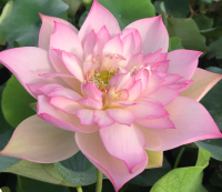 5 เมล็ดพันธุ์ บัว สายพันธุ์ APRICOT PINK 13 LOTUS สีชมพู เพาะปลูกและเก็บเมล็ดในไทย ขยายพันธุ์ในไทยได้ สายพันธุ์นิยมปลูกในอเมริกา