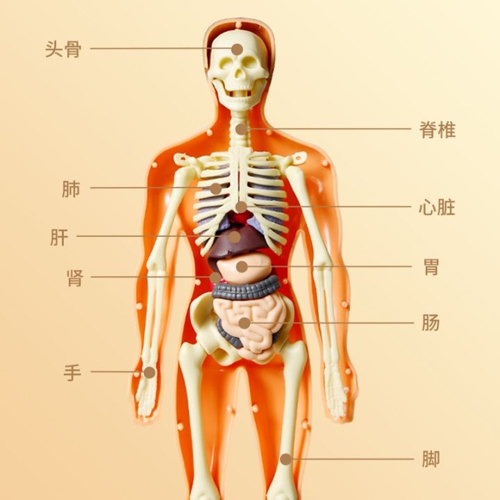 internal-anatomy-structure-model-assembled-simulation-organs-detachable-trunk-skeleton-structure-childrens-educational-toys