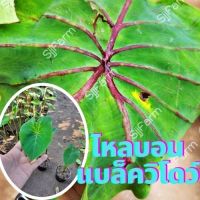 ต้นไหลบอนแบล็ควิโดว์ 1 กระถางcolocasia black widow ก้านกระดูกดำ จัดเป็นน้องชายฟาโรห์ จัดส่งพร้อมกระถาง