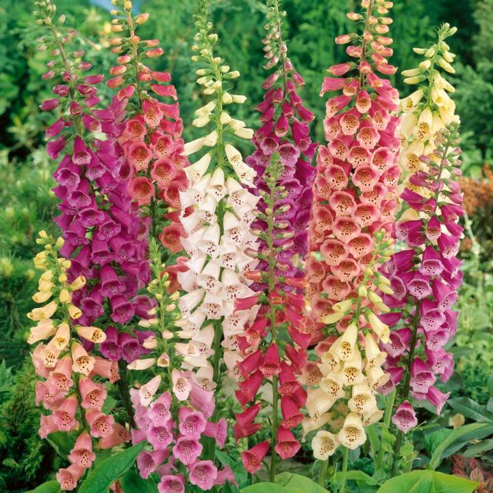 เมล็ดพันธุ์-ดอกฟ๊อกเลิฟ-ดิจิทาลิส-digitalis-purpurea-foxglove-excelsior-1000-เมล็ด-เมล็ดพันธุ์นำเข้าจาก-อังกฤษ