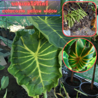 1 ต้น colocasia yellow widow หรือราชินีฟาโรห์เหลือง กระดูกใบเหลืองสวย เด่น ส่งแบบตัดใบออก สินค้าพร้อมจัดส่ง