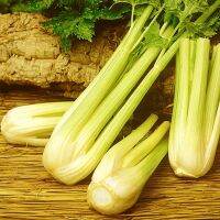 เมล็ดพันธุ์ เซเลอรี่ โกลเด้นเซล บลานชิง  (Golden Self Blanching Celery Seed) 500 เมล็ด คุณภาพดี ราคาถูก ของแท้