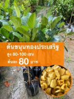 ต้นขนุนทองประเสริฐ ต้นละ 80 บาท