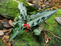 กวักเงินพม่า Aglaonema Pumilum ด่างลายทหาร ส่งแบบถอนต้นห่อรากมานะจ๊ะ