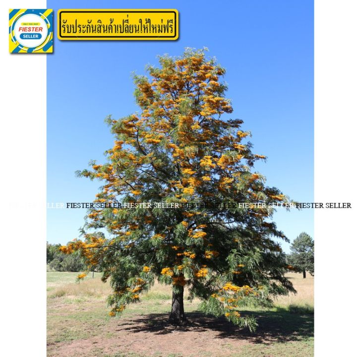 promotion-ต้นซิลเวอร์โอ๊ค-silver-oak-ใช้ประโยชน์ได้เมื่ออายุ-5-ปีขึ้นไป-มีรับประกันเปลี่ยนต้นใหม่-hot-ต้นไม้-ฟอก-อากาศ-กระถาง-ต้นไม้-ไม้-ประดับ-ต้นไม้-ปลูก-ใน-บ้าน