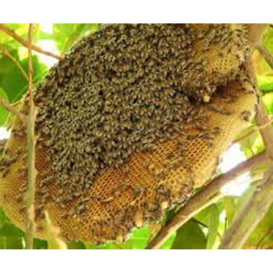 1 lít mật ong nguyên chất đặc biệt rừng tây nguyên - ảnh sản phẩm 1