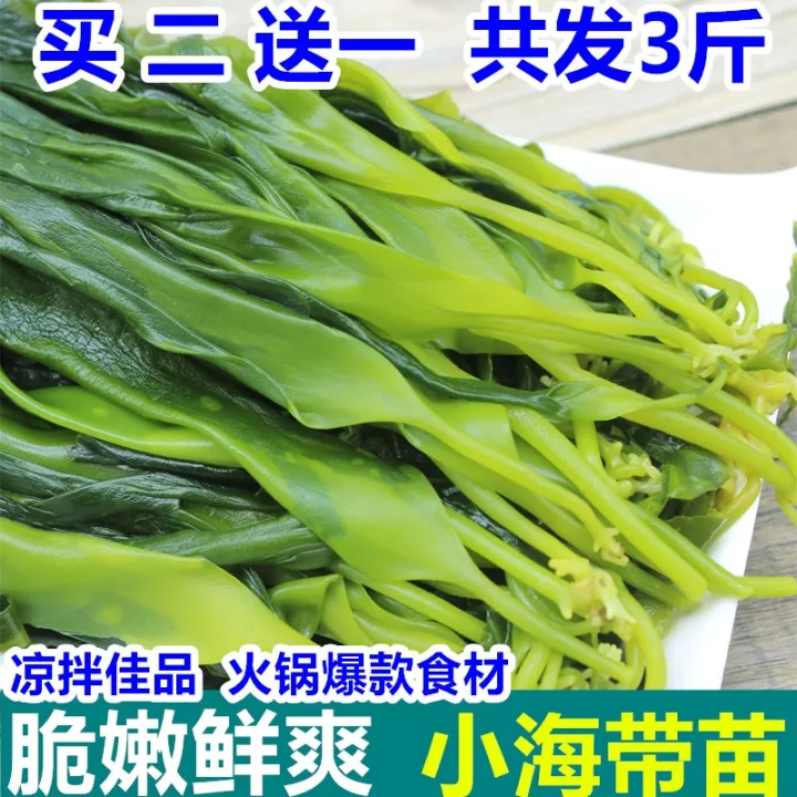 Fresh kelp seedlings 1 catty Xiapu specialty thin small bud skirt three
