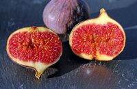 ต้นมะเดื่อพันธุ์ Yellow israel Figs Plant ขนาดกระถาง 10นิ้ว ลำต้นสูง 90-100 ซม (ทาบกิ่งพร้อมออกผล)