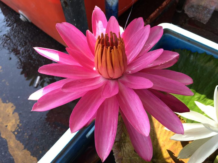 เมล็ดสายต่างประเทศ-night-blooming-water-lily-ขาวแกมชมพู-5-เมล็ด