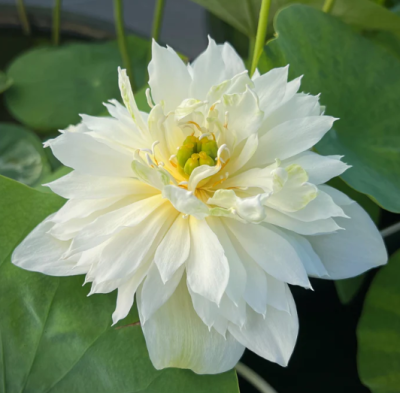 5 เมล็ด บัวนอก บัวนำเข้า บัวสายพันธุ์ Holy Snow Lotus สีขาว สวยงาม ปลูกในสภาพอากาศประเทศไทยได้ ขยายพันธุ์ง่าย เมล็ดสด