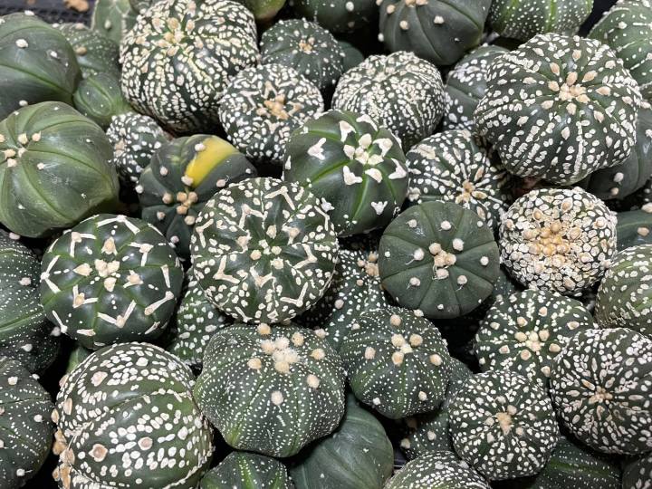 แอสโตร-แคคตัส-แอสโตรไฟตัม-แอสโตร-super-kabuto-v-astrophytum-ราคาเบาๆขนาดกำลังน่ารักๆ1-5-3cm