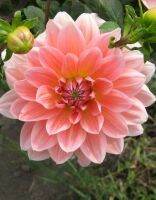 1 หัว/ออเดอร์ รักเร่ Dahlia Bulb สายพันธุ์ Salmon Pink หัวรักเร่ ดอกไม้ หัวหน่อ นำเข้า เหง้า เนเธอร์แลน หัวสด