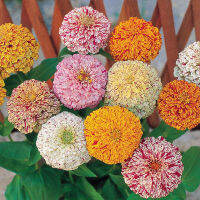 35 เมล็ด บานชื่นเปปเปอร์มินท์สติ๊กคละสี - Mixed Peppermint Stick Zinnia