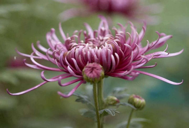 100-เมล็ดพันธุ์-เมล็ด-ดอกเบญจมาศ-หรือ-ดอกมัม-เป็นดอกไม้แห่งความรื่นเริงและความบริสุทธิ์ใจ-chrysanthemums-seeds-อัตราการงอก-80-85