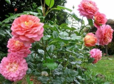 30 เมล็ด เมล็ดพันธุ์ กุหลาบ พันธุ์ Christopher Marlowe Rose Seeds ดอกใหญ่ นำเข้าจากต่างประเทศ พร้อมคู่มือ เมล็ดสด ใหม่