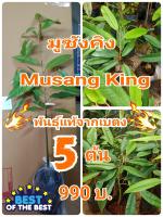 ต้นทุเรียน มูซังคิง Musang King