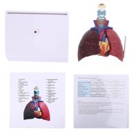 Life Size Human Lung Model Anatomical Respiratory System Anatomy Teaching Tool