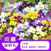 Small violet pansy butterfly cat face flower indoor potted flowers easy to live