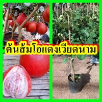 ส้มโอแดงเวียดนาม เปลือกแดง เนื้อแดง ต้นพันธุ์เสียบยอดสูง 40-50 ซม.แข็งแรงพร้อมปลูก รับประกันพันธุ์แท้ 100%