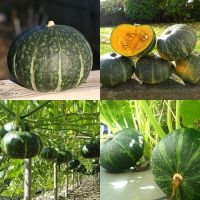 3 เมล็ด ฟักทองญี่ปุ่น (มีรสชาติหวานมัน นิยมนำมาทำอาหารได้ทั้งคาวหวาน) - Japanese Pumpkin