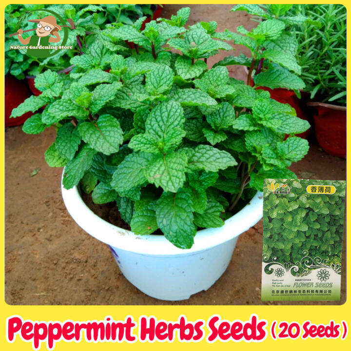 100 Legit Bonsai Peppermint Seeds for Planting (20Seed) Fresh Mint