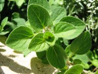 Oregano (500 seeds) ออริกาโน่ (500 เมล็ด)