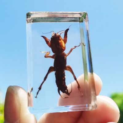 โมเดลตัวอย่างแมลงจริงแบบใหม่ (สไตล์) เรซินที่โปร่งใสแมงมุมด้วงแมงป่องการศึกษาของของเล่นตกแต่งบ้านงานฝีมือขนาดเล็ก