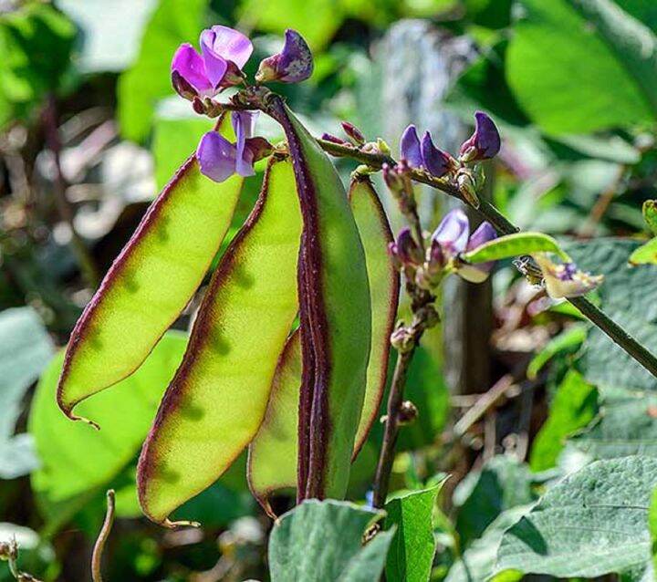 PATANI SEEDS PURPLE VARIETY | Lazada PH