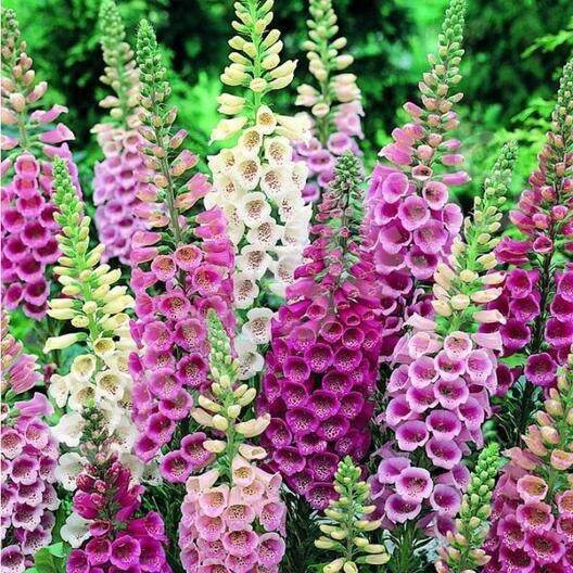 เมล็ดพันธุ์-ดอกฟ๊อกเลิฟ-ดิจิทาลิส-digitalis-purpurea-foxglove-excelsior-1000-เมล็ด-เมล็ดพันธุ์นำเข้าจาก-อังกฤษ