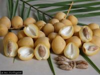 10 เมล็ด เมล็ดพันธุ์ Garden Seeds อินทผาลัม (Date palm) จากต้นเพาะเนื้อเยื้อ สายพันธุ์ บาฮี เหลืองใหญ่