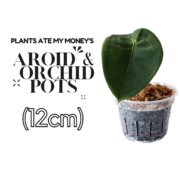 AROID AND ORCHID POT by Plants Ate My Money 12cm Transparent Plant