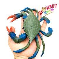 Monkey Toys - โมเดลสัตว์ Crab ปูม้า ก้ามแดง ขนาด 16.50 CM (จากหาดใหญ่)