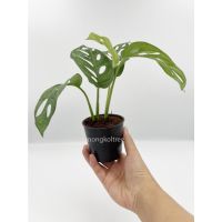 พลูฉลุ Monstera Adensonii ต้นพลูใบฉลุ ในกระถาง 3 นิ้ว ต้นไม้ในร่ม ต้นไม้ฟอกอากาศ ต้นไม้น้ำ พลูด่าง