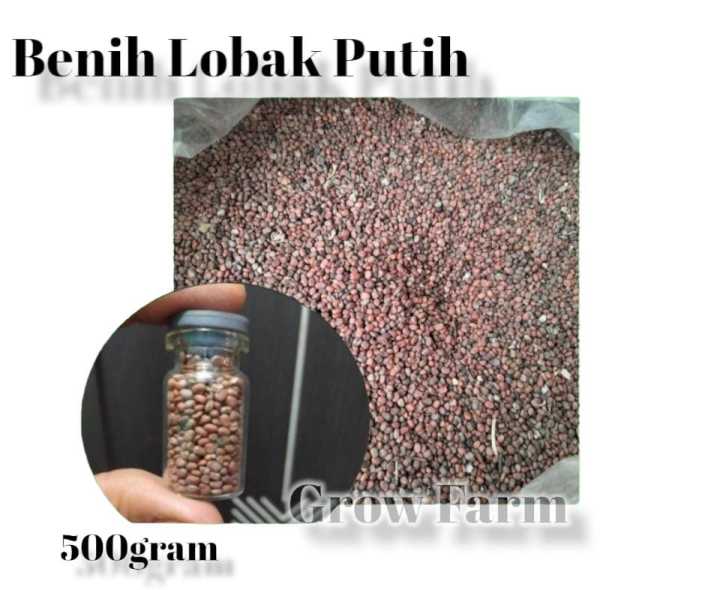 Repack 500gram Benih Bibit Lobak Putih Kualitas Terjamin Lazada Indonesia