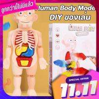 ?พร้อมส่งจ้า?โมเดลร่างกายมนุษย์ Human Body Model ของเล่นแนววิทยาศาสตร์ ของเล่นเด็ก ? Ready to deliver.