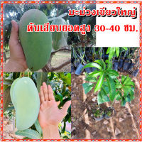 เขียวใหญ่ มะม่วงเขียวใหญ่ (1ต้น) ต้นพันธุ์มะม่วงเขียวใหญ่ สูง35-40ซม. เสียบยอด พร้อมปลูก