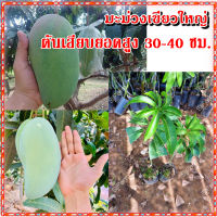 2 ต้น มะม่วงเขียวใหญ่ ต้นเสียบยอดสูงประมาณ 35-40 ซม. จัดส่งพร้อมถุงเพาะชำ