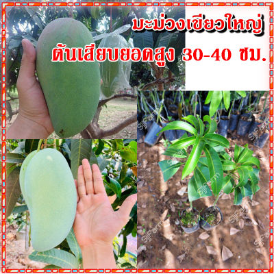 เขียวใหญ่ มะม่วงเขียวใหญ่ (1ต้น) ต้นพันธุ์มะม่วงเขียวใหญ่ สูง35-40ซม. เสียบยอด พร้อมปลูก