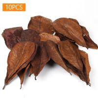 【LZ】♦  10 pçs natural terminalia catappa deixa aquário tanque de peixes ferramentas de limpeza tratamento água equilíbrio ph acidez amêndoa folha