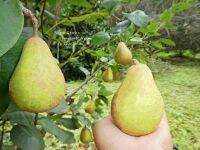 กิ่งตอน ลูกแพรเขียวไทย (Thai Green Pear) ? แท้ ? % พันธ์แท้ มีจำนวนจำกัด (ถูกสุดๆ) ? ขนาดสูง 60 - 70 ซม.