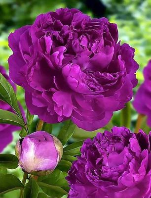 10 เมล็ด เมล็ดโบตั๋น ดอกโบตั๋น ดอกพีโอนี (Peony) สีม่วง Purple Peony ดอกไม้นี้​เป็นสัญลักษณ์ของความมั่งคั่งร่ำรวย ความซื่อสัตย์ อัตรางอก 70-80%