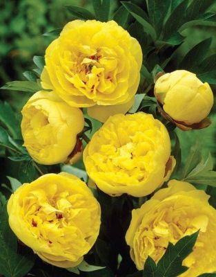 10 เมล็ด เมล็ดโบตั๋น ดอกโบตั๋น ดอกพีโอนี (Peony) สีเหลือง Yellow Peony ดอกไม้นี้​เป็นสัญลักษณ์ของความมั่งคั่งร่ำรวย ความซื่อสัตย์ อัตราการงอก 70-80%