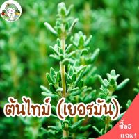 เมล็ดพันธุ์ ไทม์ 300 เมล็ด German Thyme นำเข้าจากต่างประเทศ ปลูกง่าย ไม่กลายพันธุ์  เป็นเมล็ดพันธุ์ใหม่ ไม่มีค้างสต็อก