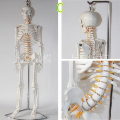 Medical letter human body skeleton model 85 cm skeleton spine model bonesetting yoga teaching training medical orthopaedics