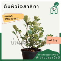 ต้นหัวใจเศรษฐี สาลิกาใบด่าง ต้นไทรหัวใจด่าง