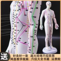 Medical rotating massage acupuncture acupoints model of traditional Chinese medicine for men and women twelve meridians clear figure students as well as the simulatio