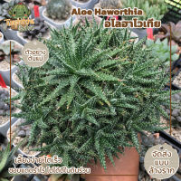 Aloe Haworthia อโลฮาโวเทีย (ส่งแบบล้างราก)