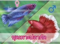 sale ปลากัด ฮาฟมูน ชุดเพาะปลา-กัดฮาฟมูน Halfmoon ผู้-เมีย 1คู่ มีประกัน พร้อมจัดส่ง