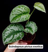 Scindapsus Exotica (กระถาง 4 นิ้ว)